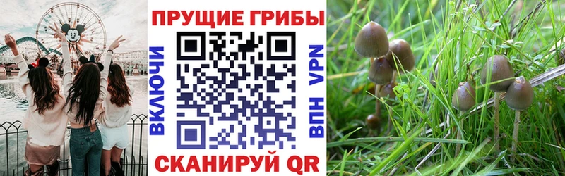 цена   Наро-Фоминск  Псилоцибиновые грибы мицелий 